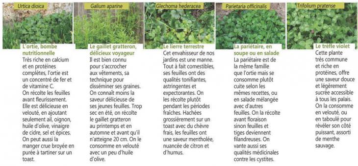 plantes sauvages