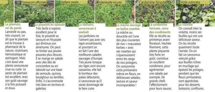 plantes sauvages