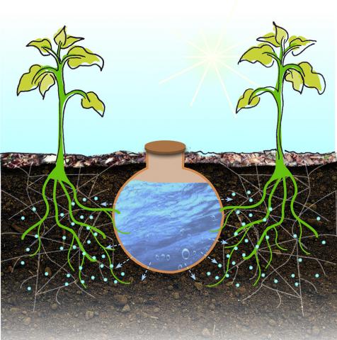 Oyas : utilité, fonctionnement et avantages - Jardiland