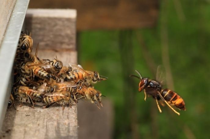 attaque abeille du frelon asiatique