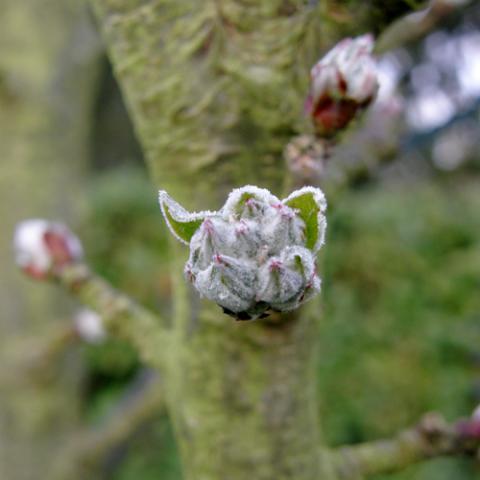 Arbres fruitiers