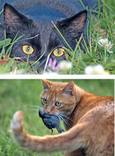 Chats Et Oiseaux Comment Vivre Ensemble Parc Naturel Regional De La Haute Vallee De Chevreuse Chats Et Oiseaux Comment Vivre Ensemble Parc Naturel Regional De La Haute Vallee De Chevreuse