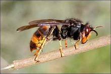 Espèces exotiques envahissantes Espèces exotiques envahissantes