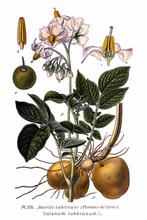 Pomme de terre Pomme de terre