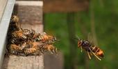attaque abeille du frelon asiatique