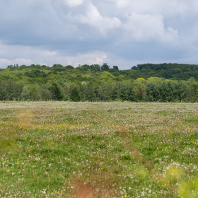 prairie printemps