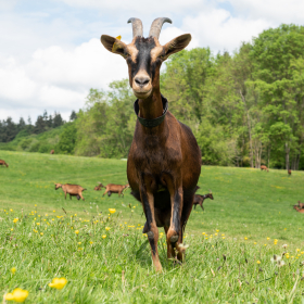 chèvre ferme de la noue