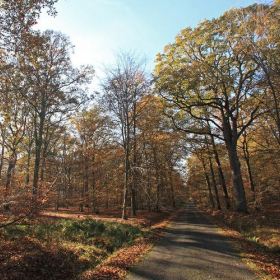 Au coeur de la forêt de Rambouillet