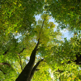 Dans les allées de la forêt de Rambouillet