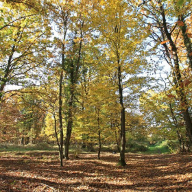 La petite balade en forêt