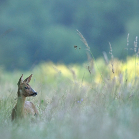 Sur les traces de la faune sauvage