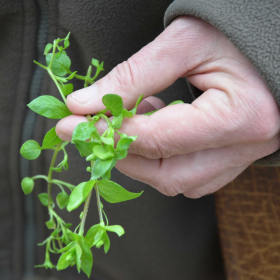 Plantes sauvages comestibles