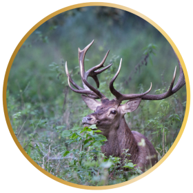brame du Cerf dans le parc naturel de la vallée de chevreuse